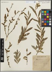 Foto von Salix purpurea L.